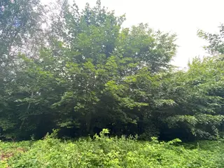 Lesní pozemky p.č. 606, p.č. 608 Horní Studénky, okres Šumperk