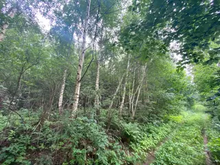 Lesní pozemky p.č. 606, p.č. 608 Horní Studénky, okres Šumperk
