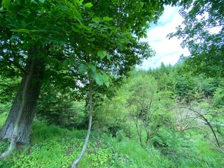 Pozemek 566/6 a 566/14 Lštění nad Zubřinou, obec Blížejov, okres Domažlice
