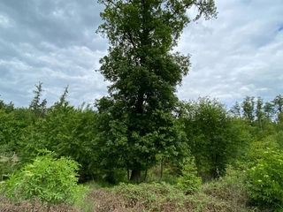 Pozemek 566/6 a 566/14 Lštění nad Zubřinou, obec Blížejov, okres Domažlice