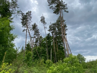 Pozemek 566/6 a 566/14 Lštění nad Zubřinou, obec Blížejov, okres Domažlice