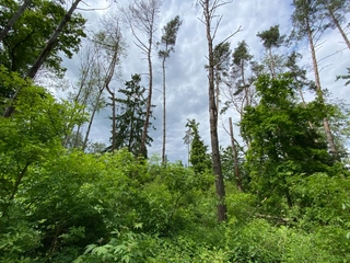 Pozemek 566/6 a 566/14 Lštění nad Zubřinou, obec Blížejov, okres Domažlice