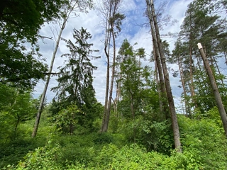 Pozemek 566/6 a 566/14 Lštění nad Zubřinou, obec Blížejov, okres Domažlice