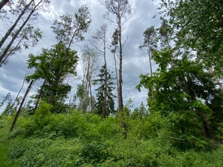 Pozemek 566/6 a 566/14 Lštění nad Zubřinou, obec Blížejov, okres Domažlice