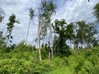 Pozemek 566/6 a 566/14 Lštění nad Zubřinou, obec Blížejov, okres Domažlice