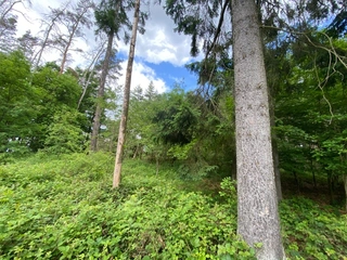  Pozemek 501/39 a 501/43 Lštění nad Zubřinou, obec Blížejov, okres Domažlice