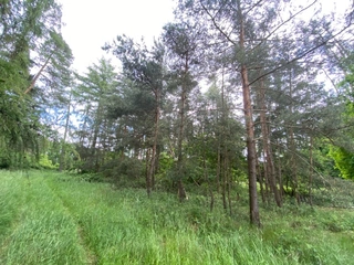  Pozemek 501/39 a 501/43 Lštění nad Zubřinou, obec Blížejov, okres Domažlice
