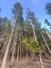 Zdešov lesní pozemky - část A 10 268 m2