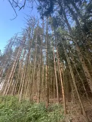 Zdešov lesní pozemky - část A 10 268 m2