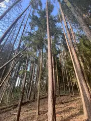 Zdešov lesní pozemky - část A 10 268 m2