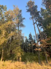 Zdešov lesní pozemky - část A 10 268 m2