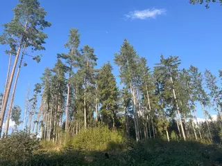 Zdešov lesní pozemky - část B 20 068 m2