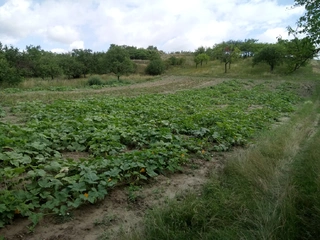 Budova při vinici v k.ú. Hustopeče u Brna - spoluvlastnický podíl id.1/2