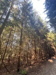 Zdešov lesní pozemky - část D 4988 m2