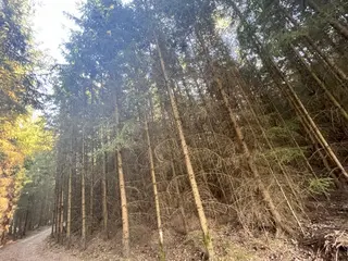 Zdešov lesní pozemky - část D 4988 m2