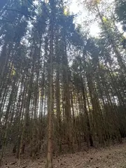 Zdešov lesní pozemky - část E 11 693 m2