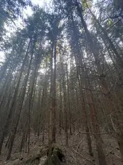 Zdešov lesní pozemky - část E 11 693 m2