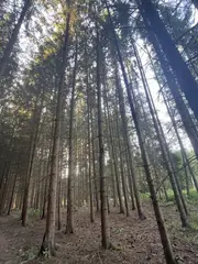 Zdešov lesní pozemky - část F 8 517 m2