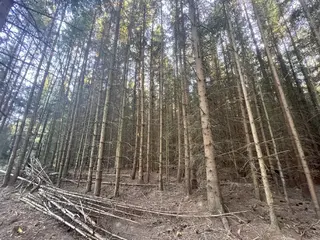 Zdešov lesní pozemky - část F 8 517 m2
