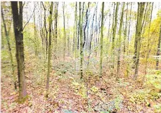 Lesní pozemky a vodní plocha k.ú. Kunčičky u Bašky - spoluvlastnický podíl id.1/2 k celkové ploše 3599 m2