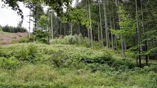 Les-Jaroměřice