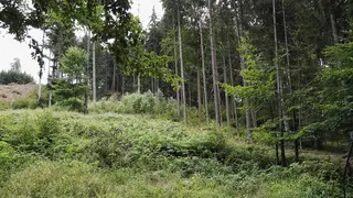 Les-Jaroměřice
