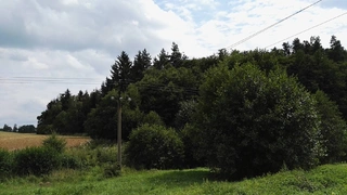 Les - Slatina u Jevíčka