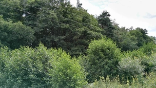 Les - Slatina u Jevíčka