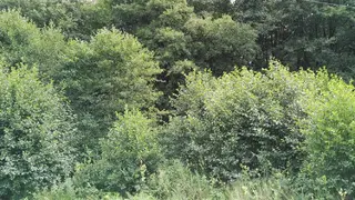 Les - Slatina u Jevíčka