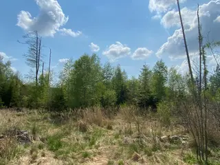 Lesní pozemek Bítovánky, okres Třebíč 