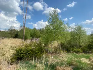 Lesní pozemek Bítovánky, okres Třebíč 