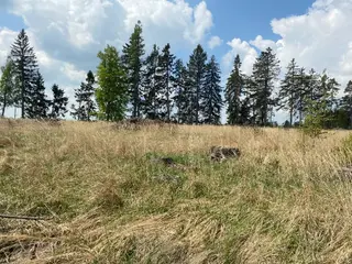 Lesní pozemek Bítovánky, okres Třebíč 