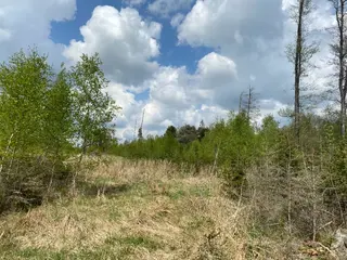 Lesní pozemek Bítovánky, okres Třebíč 