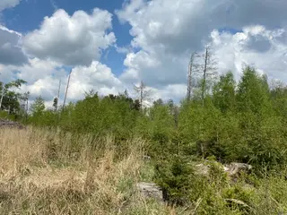 Lesní pozemek Bítovánky, okres Třebíč 