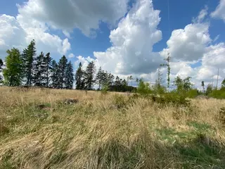 Lesní pozemek Bítovánky, okres Třebíč 