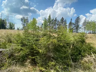Lesní pozemek Bítovánky, okres Třebíč 