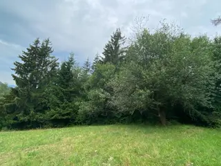 Lesní pozemek Jakubovice u Šumperka, okres Šumperk 