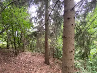Lesní pozemek Jakubovice u Šumperka, okres Šumperk 