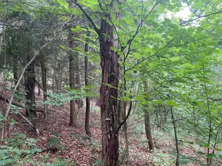 Lesní pozemek Jakubovice u Šumperka, okres Šumperk 