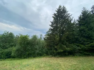 Lesní pozemek Jakubovice u Šumperka, okres Šumperk 