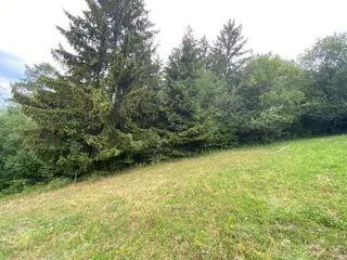Lesní pozemek Jakubovice u Šumperka, okres Šumperk 