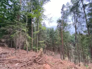 Lesní pozemek Jestřebíčko, okres Šumperk