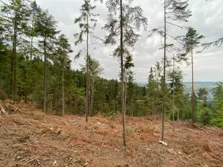 Lesní pozemek Jestřebíčko, okres Šumperk