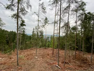 Lesní pozemek Jestřebíčko, okres Šumperk