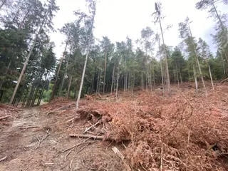 Lesní pozemek Jestřebíčko, okres Šumperk