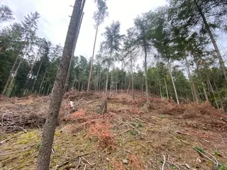 Lesní pozemek Jestřebíčko, okres Šumperk