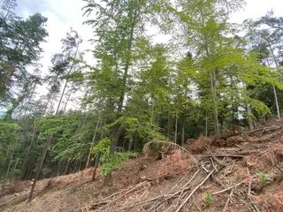 Lesní pozemek Jestřebíčko, okres Šumperk