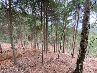 Lesní pozemek Jestřebíčko, okres Šumperk