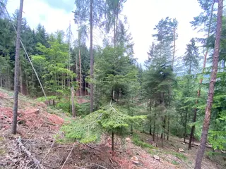 Lesní pozemek Jestřebíčko, okres Šumperk