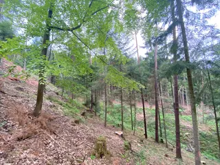 Lesní pozemek Jestřebíčko, okres Šumperk